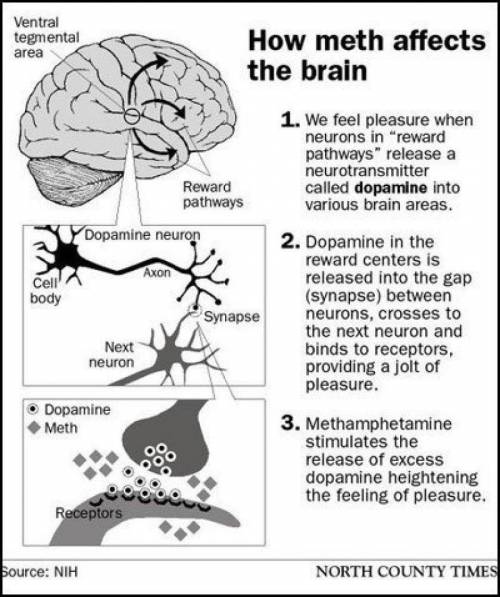 Methamphetamine increases the brain's levels of dopamine,  and .

a) norepinephrine, serotonin
b) GA