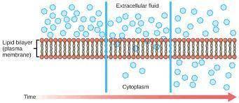 How does osmosis of water occur across the cell membrane?Plz help I need it ASAP