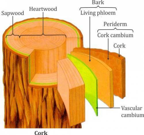 The function of the cork cambium is to produce