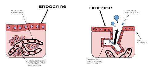 Endocrine glands do not have ducts.What is true of these glands?

-They secrete hormones over a memb