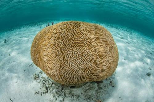 If researchers use only the number of coral found in dive 1, calculate the predicted population of b