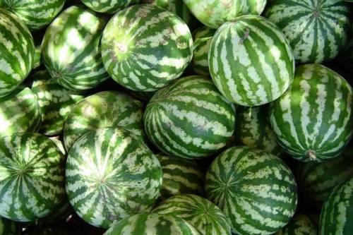 You have a garden row of 20 watermelon plants that produce an average of 30 watermelons apiece. For