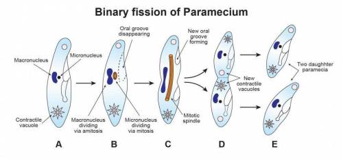 In a paramecium, the nucleus divides first and then the cytoplasm divides, forming two identical dau