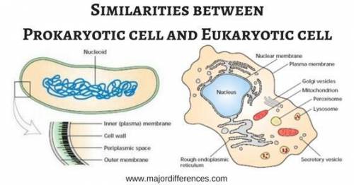 What is the similarities between eukaryotic and prokaryotic