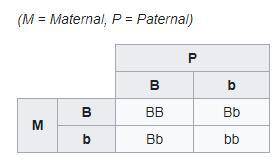 In a punnett square the alleles of all the male gametes are entered in the

a. top of the chart
b. r