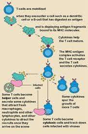 EASY QUESTION 10 POINTS How does the
amount of T cells, in
your body, change
over time?