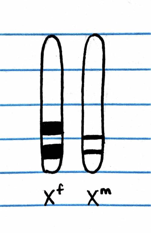 The diagram attached shows the X chromosomes in a female fruit fly and the X and Y chromosomes in a