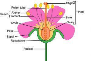 Label the parts of the flower in the given diagram