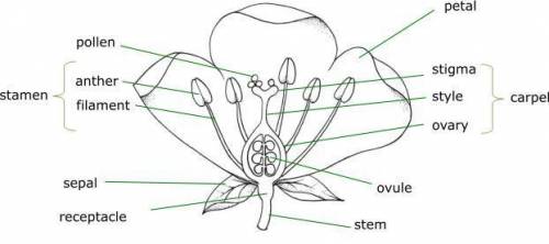 Label the parts of the flower in the given diagram
