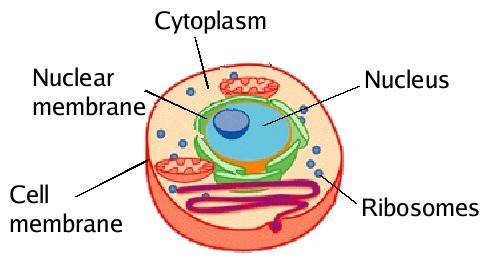 Describe the role of the ribosome in the cell