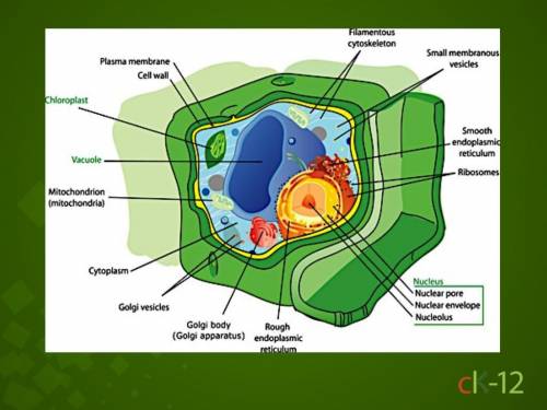 Identify the organelles in the cell to the right. A b c d e f