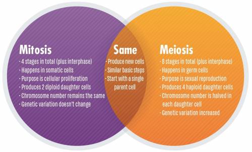 What is the difference between meiosis one and meiosis two? Pl hurry
