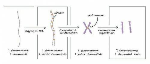 Cohesin

centromere
TATU
copying of DNA
chromosome
condensation
chromosome
separation
A
B
C
D
In the