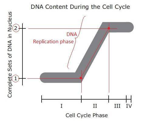 Model represents the change in DNA content of the cell during the cell cycle which part of the model