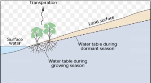 Explain how plants are part of the water cycle.