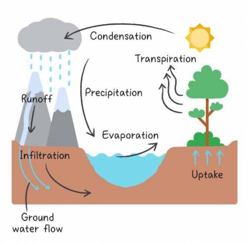 The water cycle is a process which involves a continuous movement of water. During this process whic