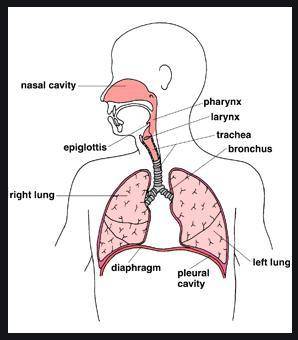 The diagram below shows the main parts of the respiratory system.

Nose
ch
3
Lungs
Diaphragm
Which o