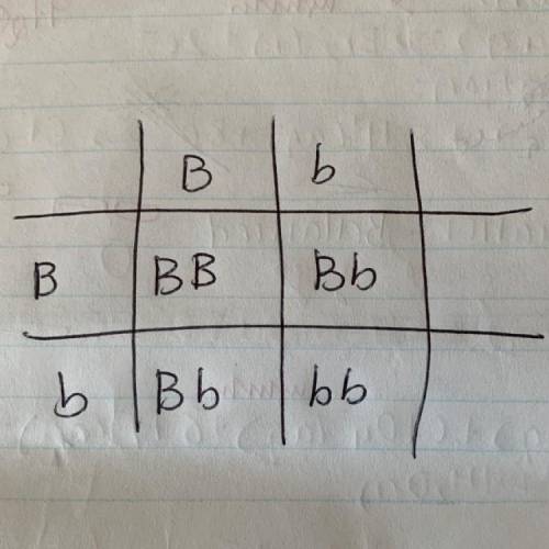 I really need help. I have the beginning of the Punnett square.