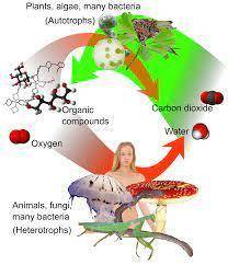 HELP 

Which best describes the activity of autotrophs?
a.They use the energy harvested by, other ph