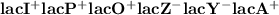 \bold{lacI^{+} lacP^{+} lacO^{+} lacZ^{-} lacY^{-} lacA^{+}}
