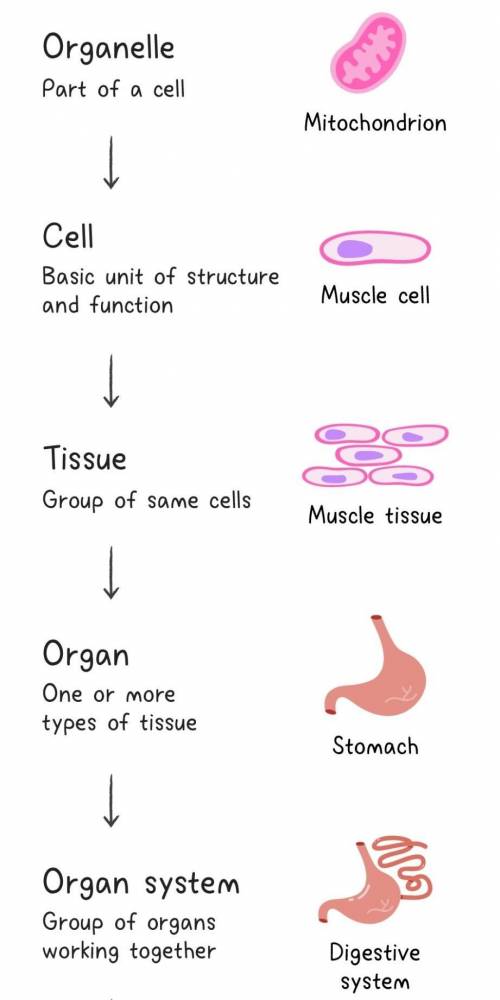 Explain how different types of cells help organisms live and grow