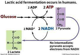 14. Write a flow chart for any one type of fermentation, starting from Glucose  to

lactic acid or a
