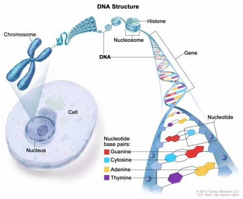 (03.05 MC)
In which of the following ways is DNA replication similar to transcription?