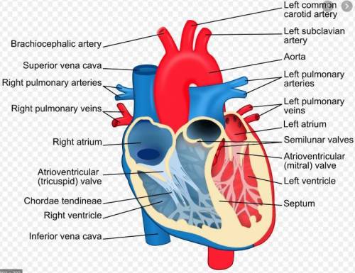Label all arteries, veins and chambers of
the heart.