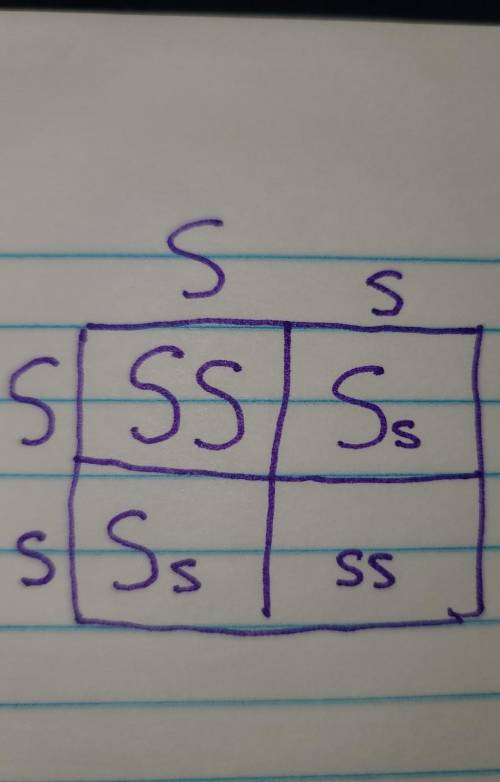 Make a Punnett Square for two smooth seed hybrid pea plants (Ss).