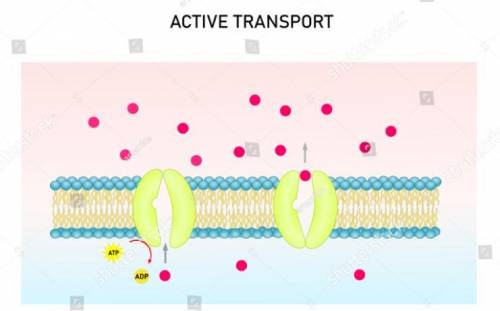 What is true about active transport?

Select all that apply.
O It is transport against a concentrati