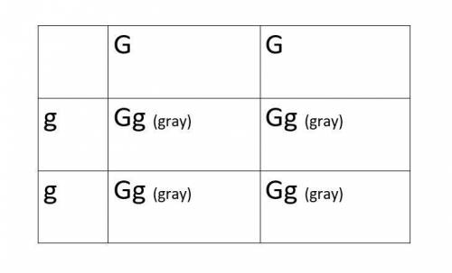 In mice, Gray color is considered to be dominant over white. Show the parent genotypes, the Punnett