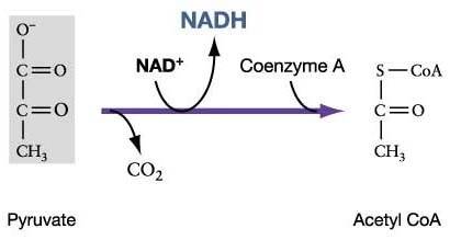 Pyruvate must first be converted into  before entering the tca cycle. what is the reaction