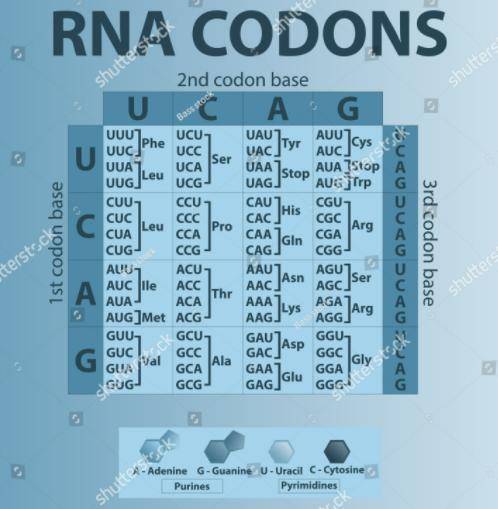 If the DNA sequence is --- AAA TAT CCG TAG CAA ATG, write the mRNA sequence, tRNA anticodon sequence
