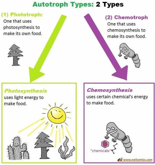 Organisms that can make their own food using chemosynthesis or photosynthesis are called