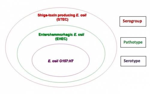 Which group of e.coli produces a shiga toxin somewhat similar to that produced by shigella dysenteri
