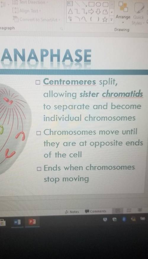 Put the steps of mitosis in the correct order