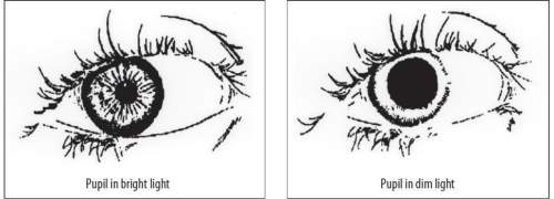 4.diagrams a and b illustrate the same pair of eyes that have reacted to a change in an environmenta