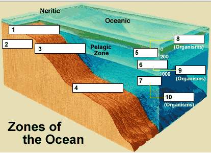 Match the term with the appropriate definition. 1. continental shelf 2. benthic zo