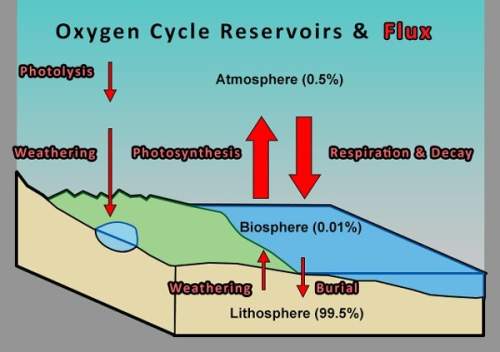 The process of photosynthesis is essential in the oxygen/carbon dioxide cycle. photosynthesis remove