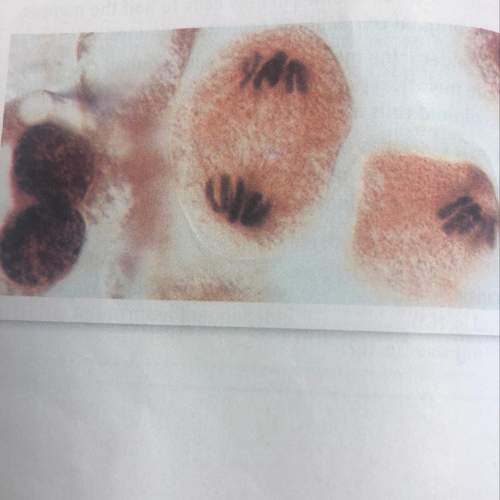 The photograph below shows cell division in plant. the offspring cell will divide a second time. do
