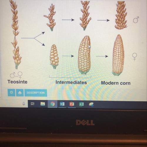 The above represents the changes from ancient to modern corn. this is an example of what?