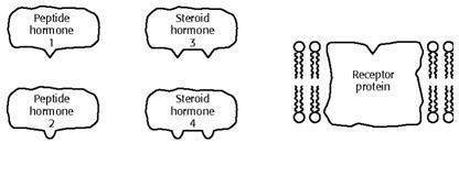 Refer to the illustration. if a hormone attached to the receptor protein shown in the diagram, the r
