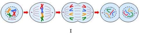 100 points and ! ! a student is modeling the process of meiosis. of the two pictures below, which