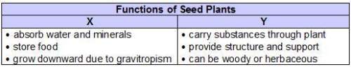 Lamont made a study chart about seed plants. which headings best complete the chart? x: stems y: