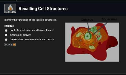 Identify the functions of the labeled structures.nucleus a.controls what ent