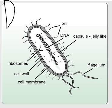 Only answer if you know it!  which image is a correctly labeled prokaryotic cell?