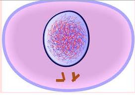 "the diagram shows a cell that has just doubled its genetic material. which statement correctly desc