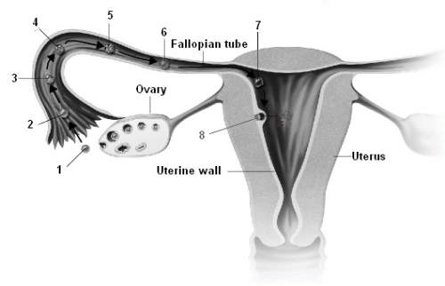What is occurring in step 1 in the figure below?  a. fertilization  b. formation o