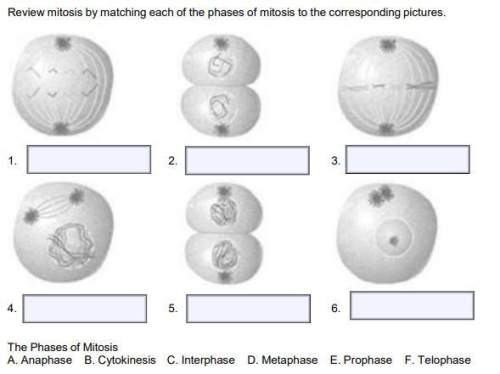 Review mitosis by matching each of the phases of mitosis to the corresponding pictures
