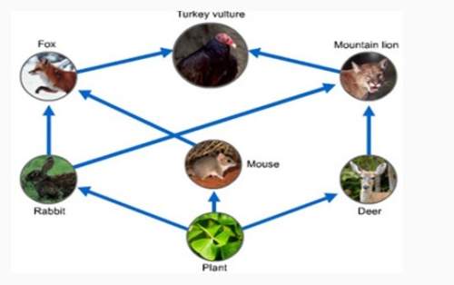 Use the food web to determine which organisms are are carnivores